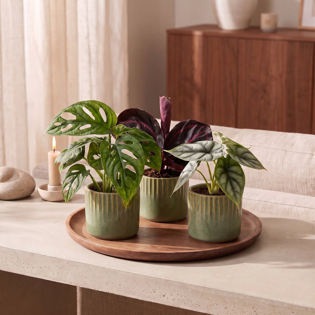 Baby Jungle Mix tropical houseplants, pack of 3, image 3