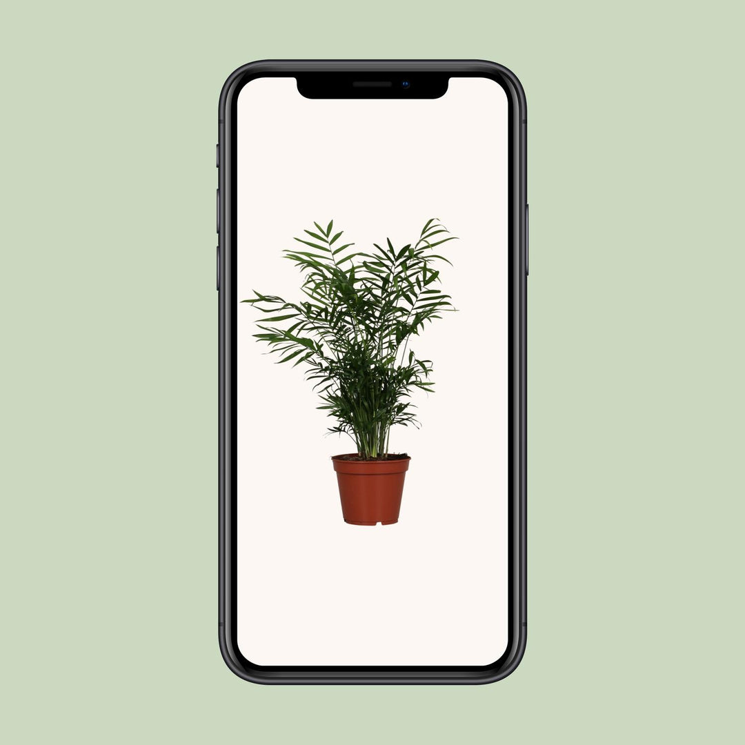 Parlor Palm Plant - Chamaedorea Elegans Indoor Air Purifying Palm