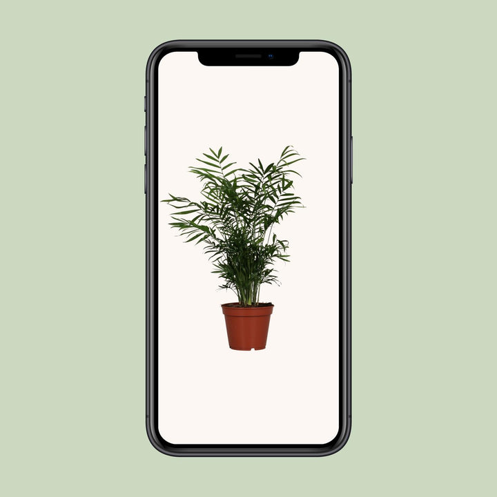 Parlor Palm Plant - Chamaedorea Elegans Indoor Air Purifying Palm