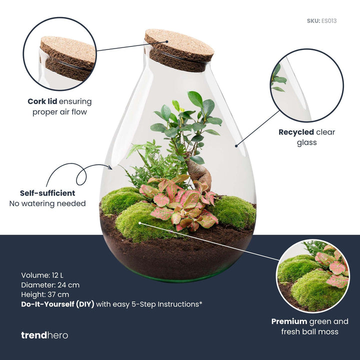 DIY terrarium Drop XL, 37 cm high with Ficus Ginseng bonsai and fittonia, image 2