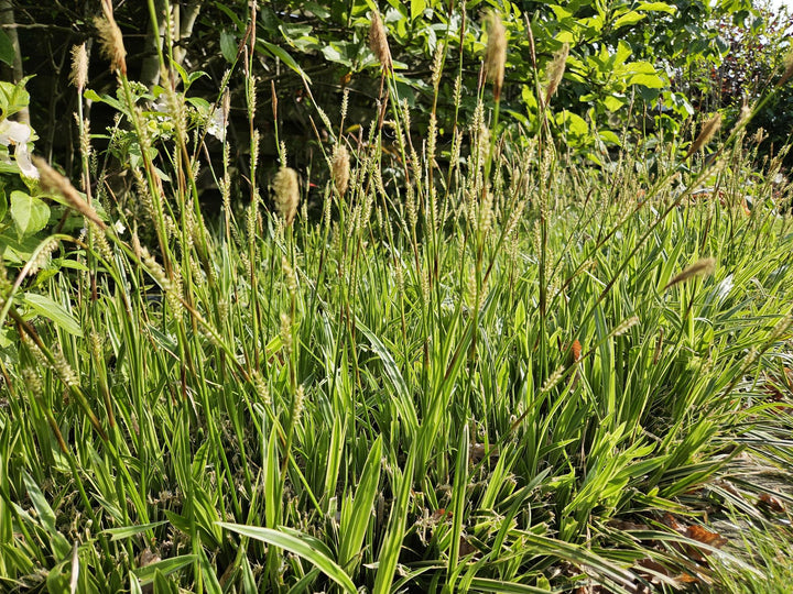Carex Morrowii Aureovariegata - Variegated Japanese Sedge Plant
