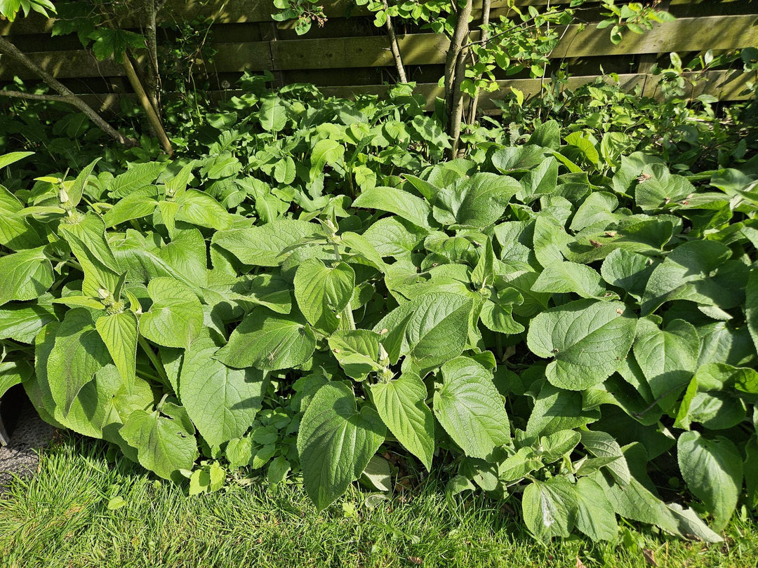 60x Phlomis russeliana 10-25cm - 9cm Pot - Hardy Jerusalem Sage
