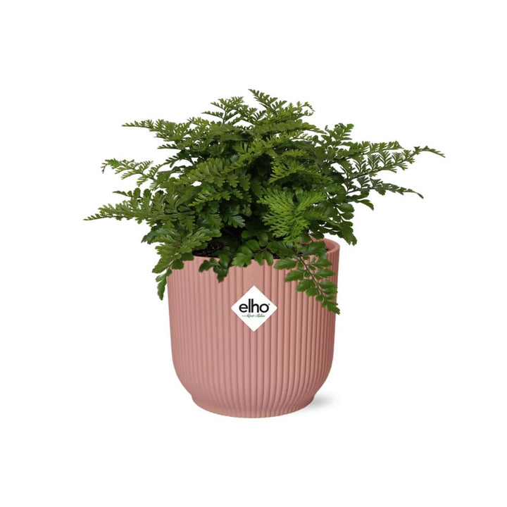 Crested Bird's Nest Fern (Asplenium 'Parvati') in a pink ELHO Vibes pot, view 8