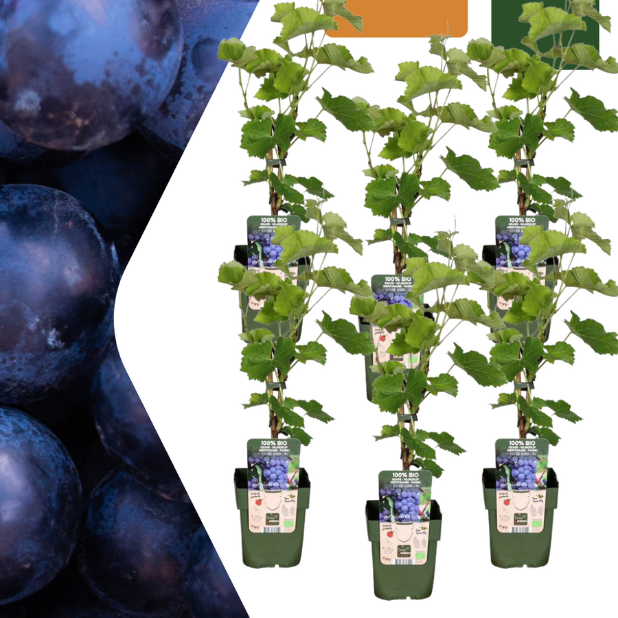 6 organic grape plants in 13 cm pots, 20 cm tall, by Everspring, featuring lush green leaves.