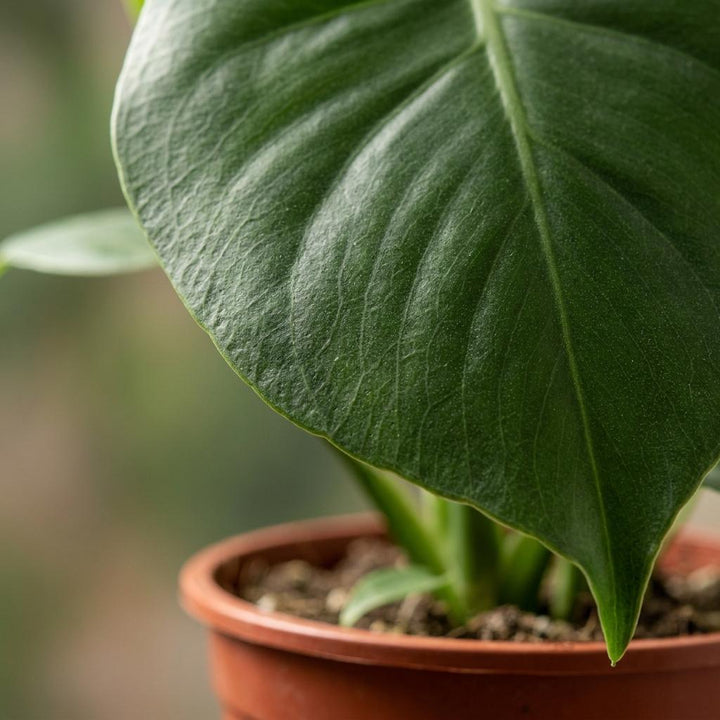 Monstera Deliciosa - Swiss Cheese Plant - 4 Plants - with Basket - Pot 12cm - Height 30cm