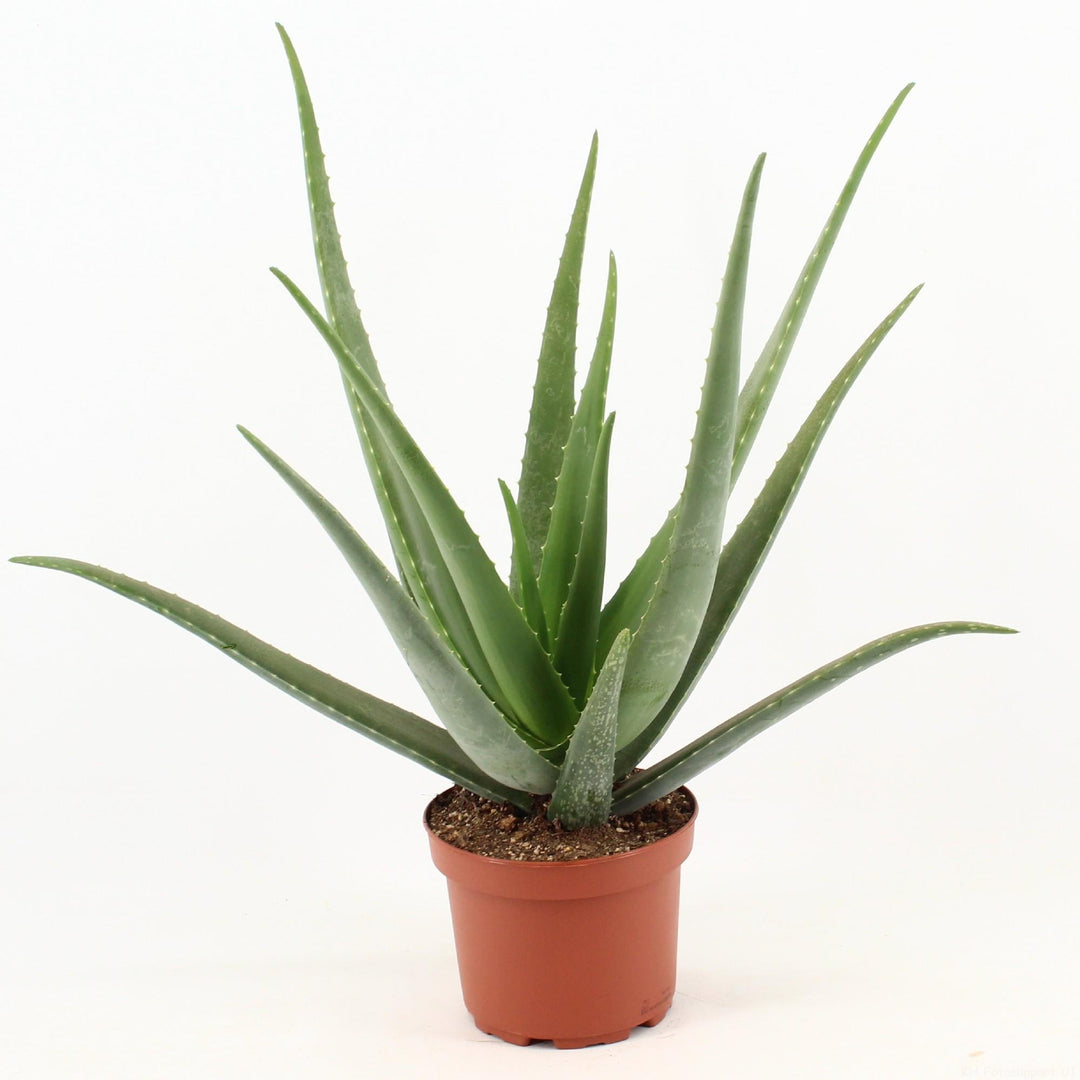 Large Aloe Vera Plant 70cm - 19cm Pot Indoor Succulent