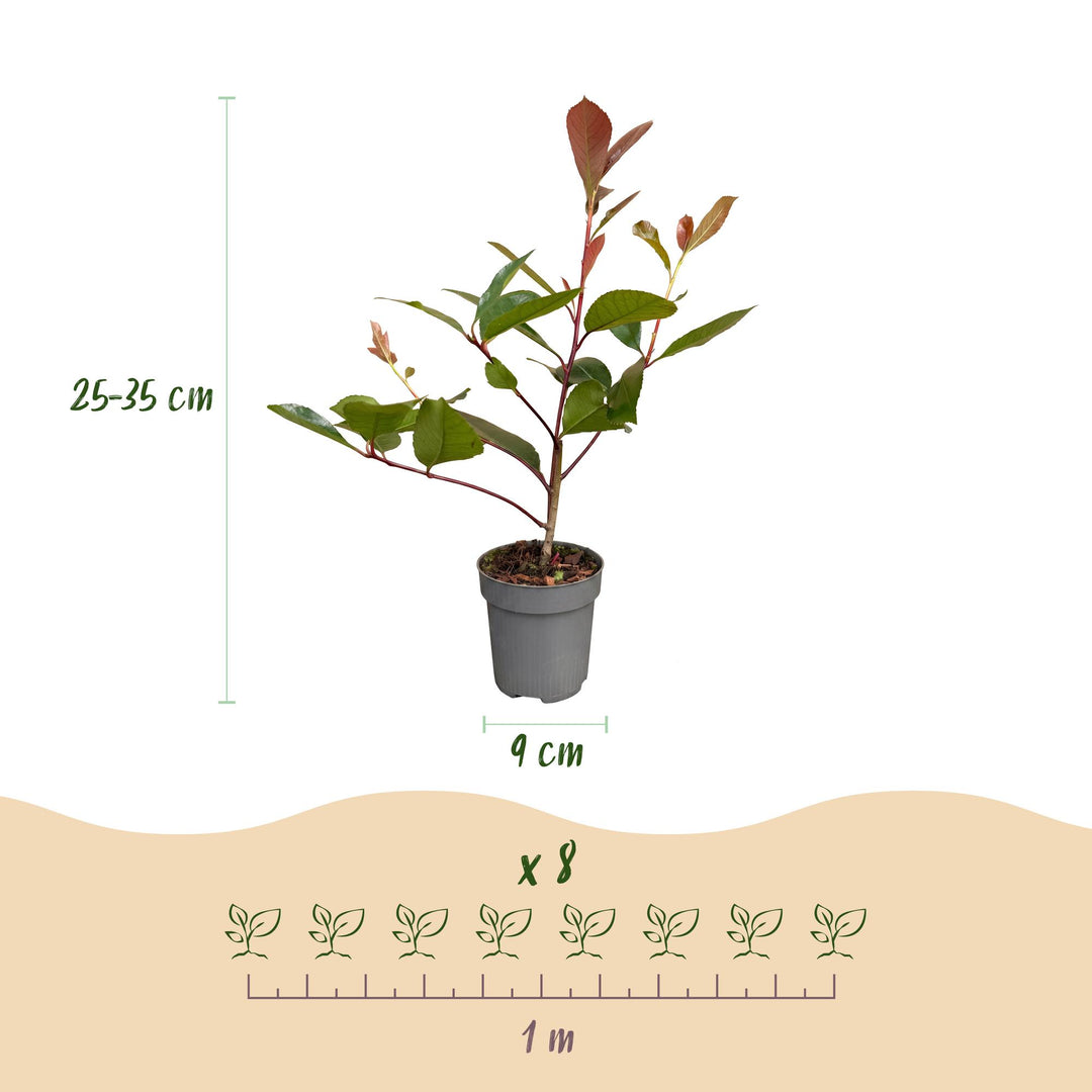 40 Photinia x fraseri 'Red Robin' hedging plants in 9cm pots, 25-35cm tall - view 4