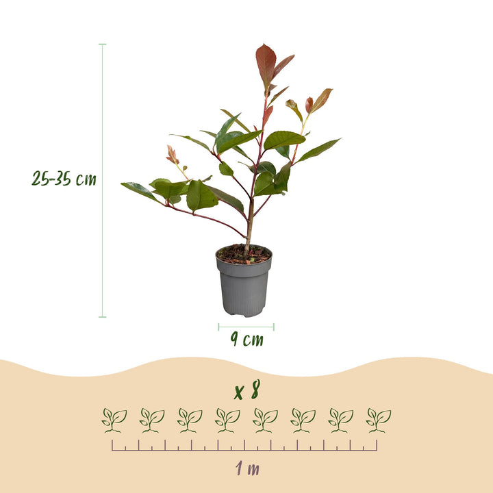 40 Photinia x fraseri 'Red Robin' hedging plants in 9cm pots, 25-35cm tall - view 4