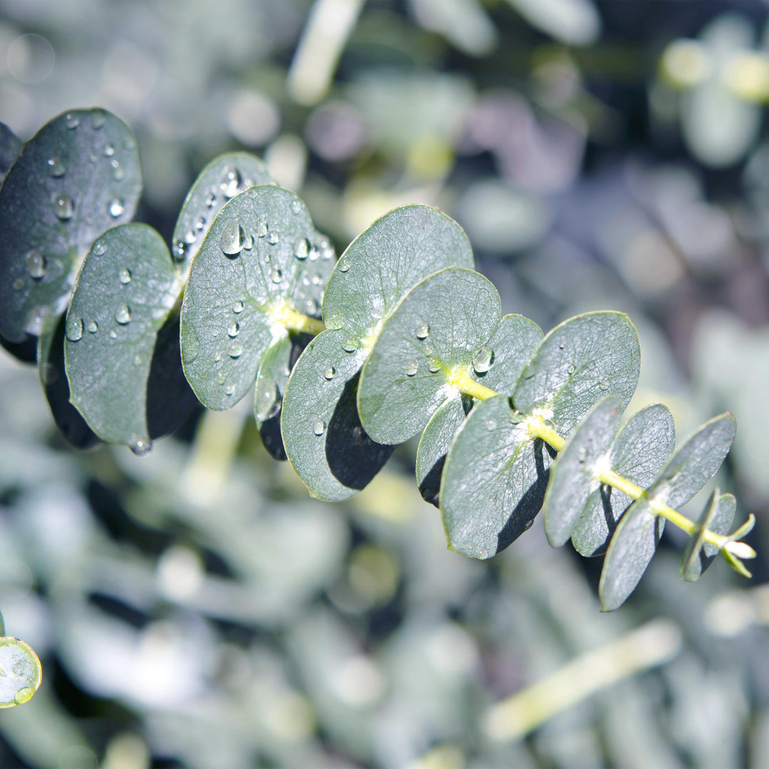 Pack of 4 Eucalyptus gunnii plants in 17cm pots, 40cm tall - view 5