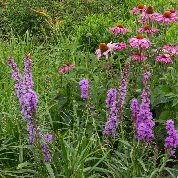 Border pack of 24 mixed perennials in 11cm pots, bee and butterfly theme - view 4