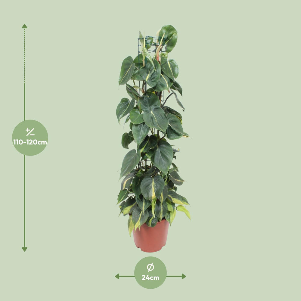 Green Philodendron Brasil plant with heart-shaped leaves in a 120cm trailing style by Everspring