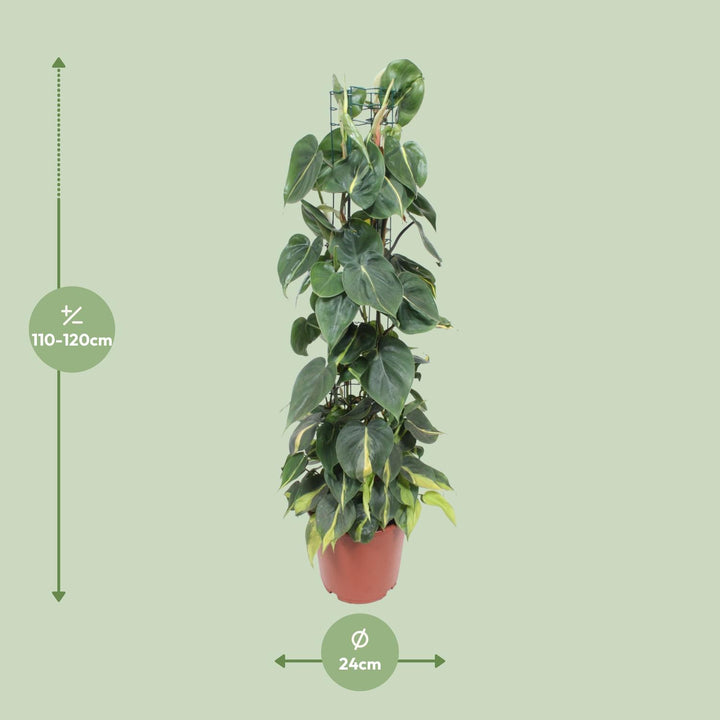Green Philodendron Brasil plant with heart-shaped leaves in a 120cm trailing style by Everspring