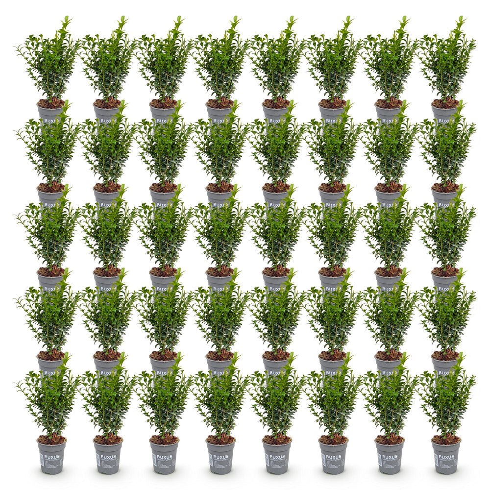 40x Buxus sempervirens boxwood hedging plants in 9cm pots - view 2