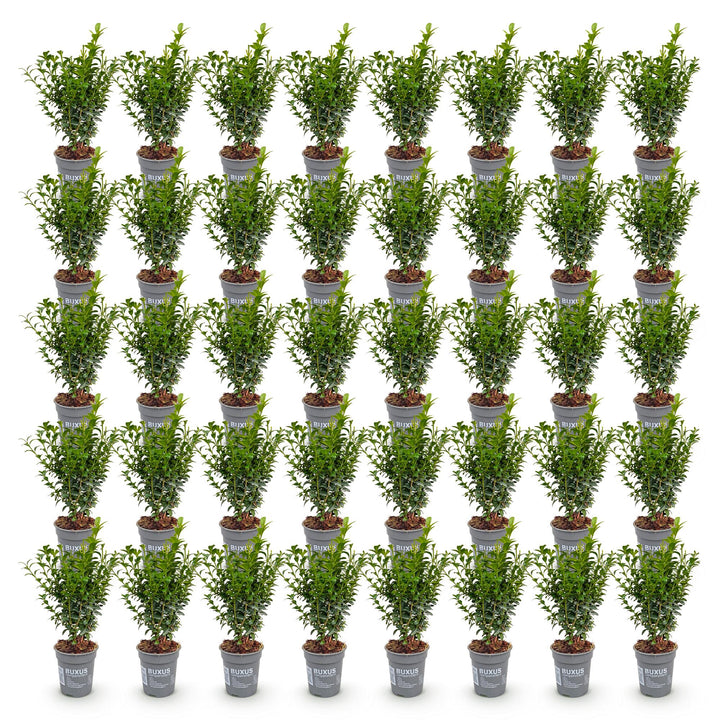 40x Buxus sempervirens boxwood hedging plants in 9cm pots - view 2