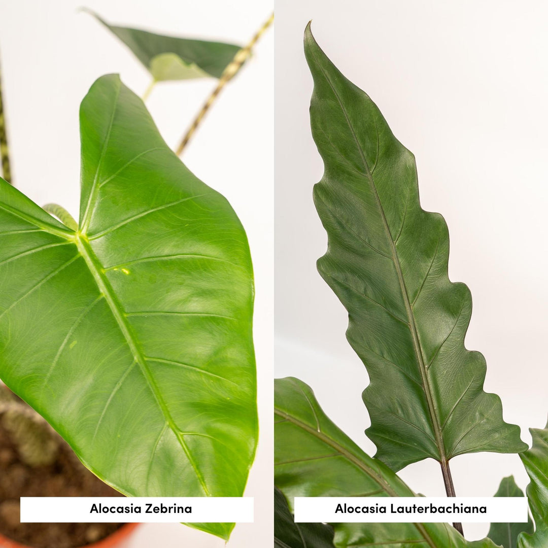 Alocasia Zebrina Plant - Zebra Striped Stems - 75cm Indoor Plant