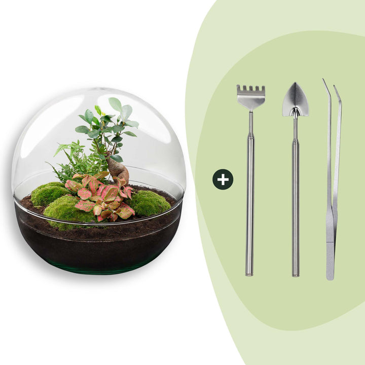 DIY terrarium - Dome XL - Ficus Ginseng Bonsai - ↕ 30 cm - Rake + Shovel + Tweezer