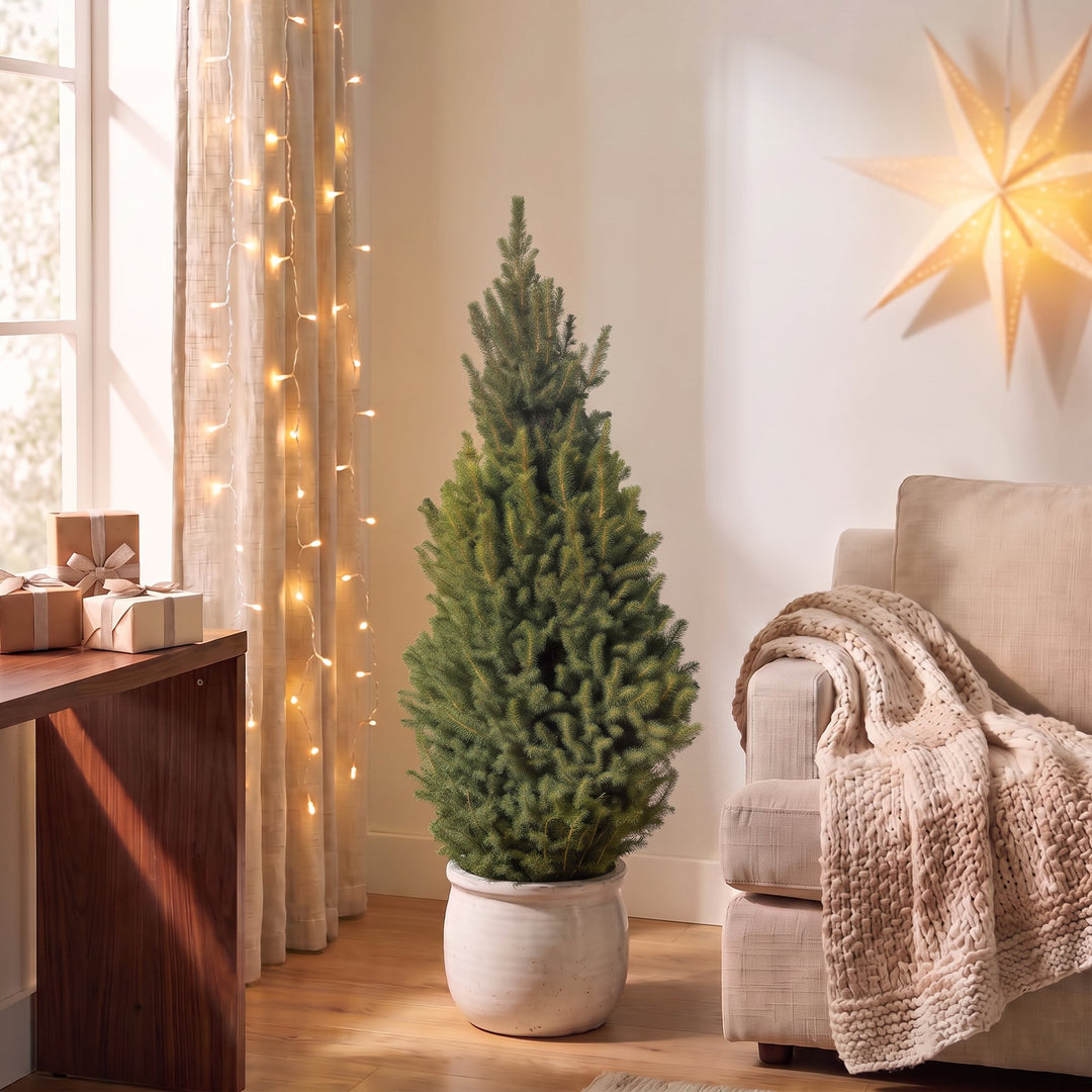 Pack of 2 potted dwarf spruce Christmas trees, 110cm in 26cm pots - view 3