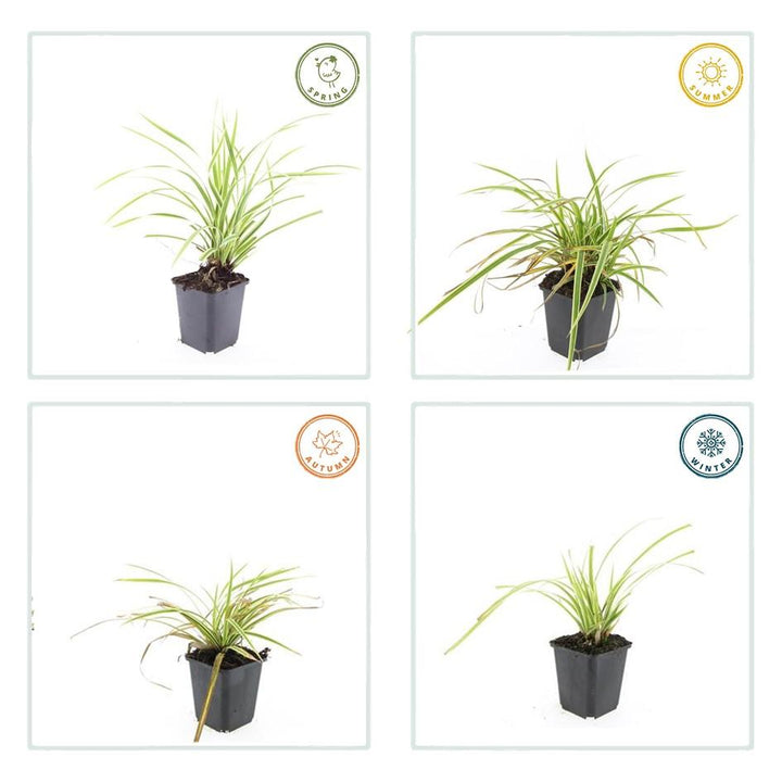Carex Morrowii Aureovariegata - Variegated Japanese Sedge Plant