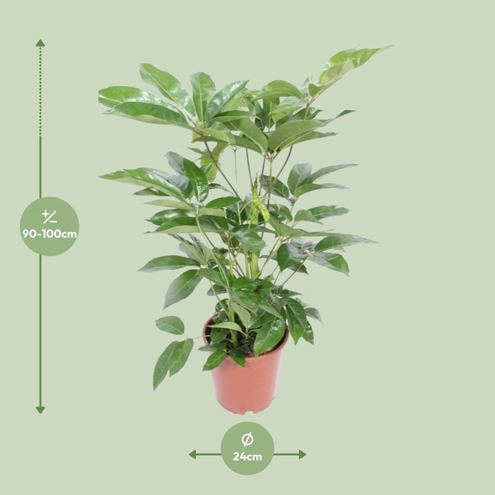 Schefflera Actinophylla ‘Amate’ (Umbrella Tree): Elegant 100cm Tall, Ø24cm Pot – Air-Purifying & Easy Care!