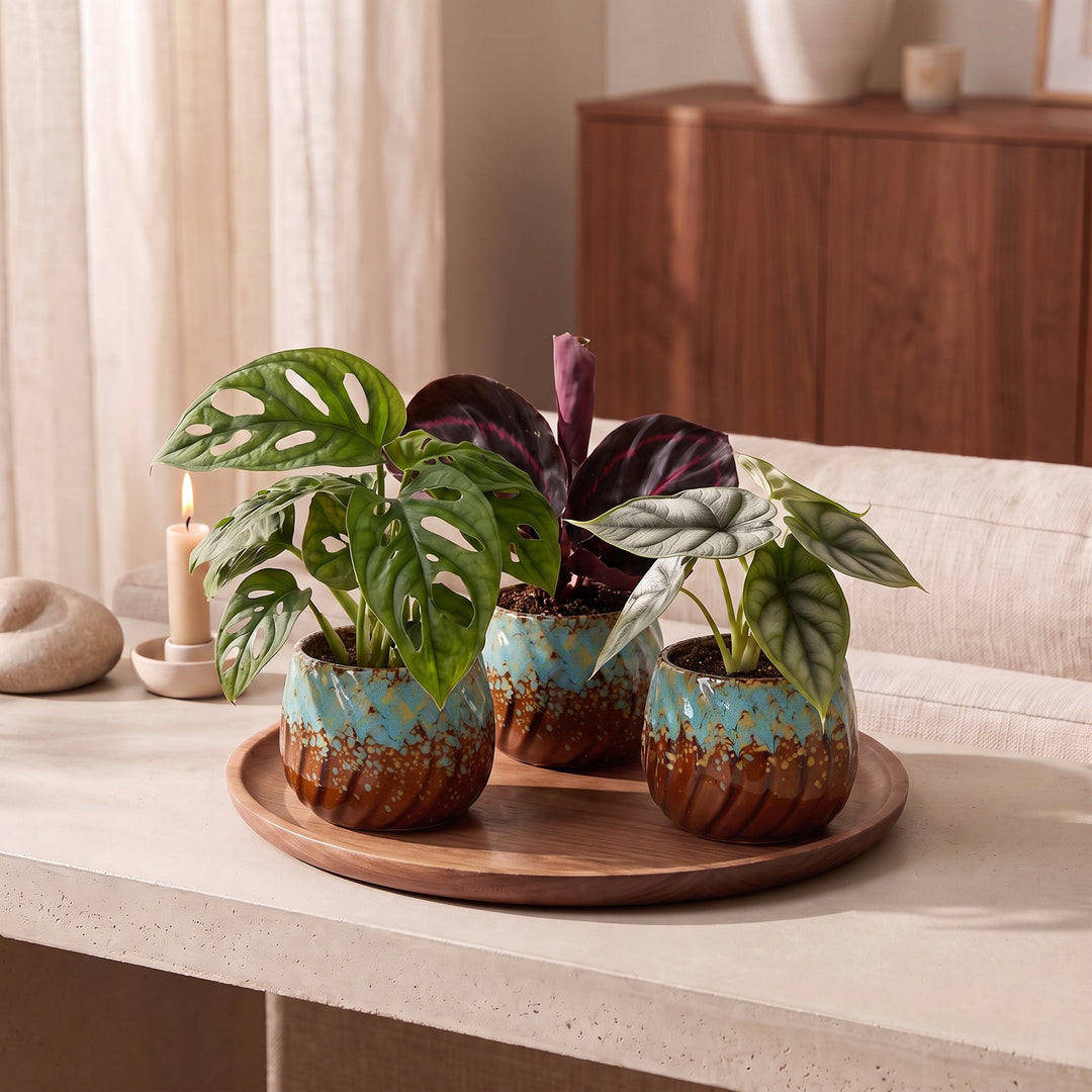 Baby Jungle Mix tropical houseplants, pack of 3, image 3