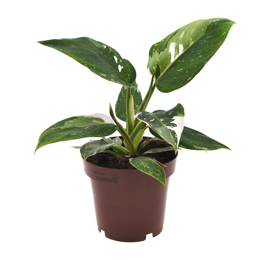 Philodendron White Princess - 12cm Pot Indoor Houseplant 25cm