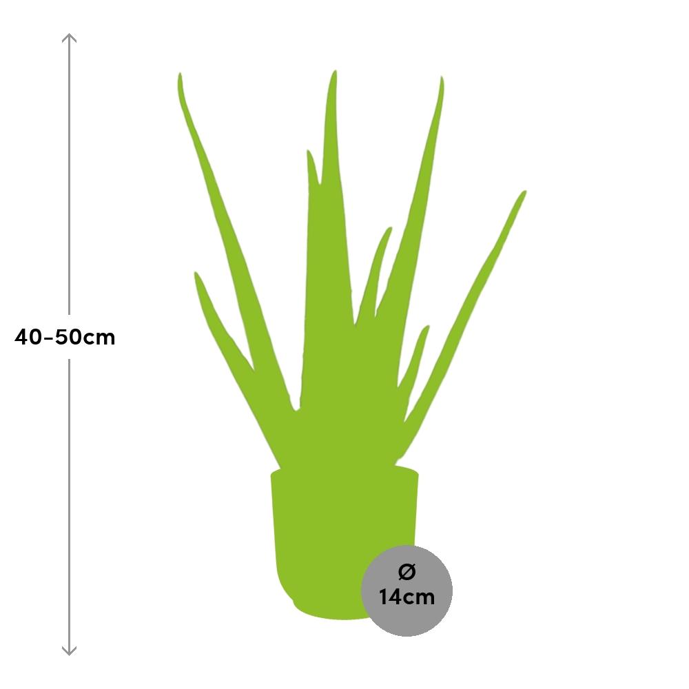 Aloe Vera Plant 12cm - Indoor Succulent with Healing Gel & Air Purifying