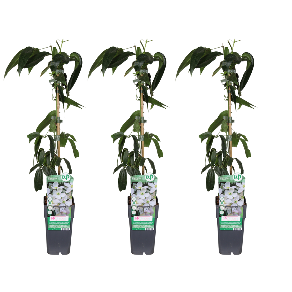 Clematis Armandii Evergreen Climbing Plant - Fragrant White Flowers