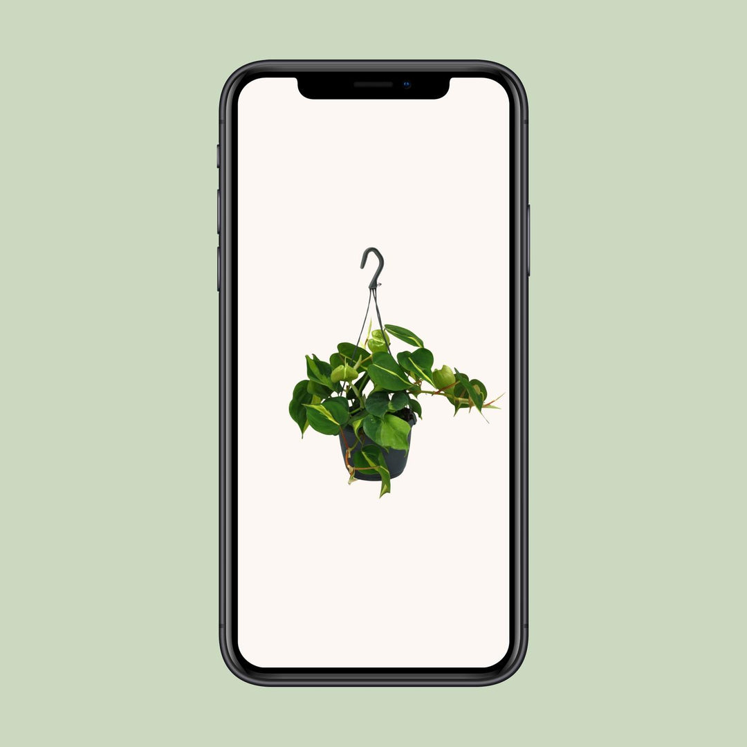 Philodendron Scandens Brasil - 15cm Pot Indoor Houseplant 35cm