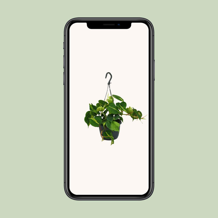 Philodendron Scandens Brasil - 15cm Pot Indoor Houseplant 35cm
