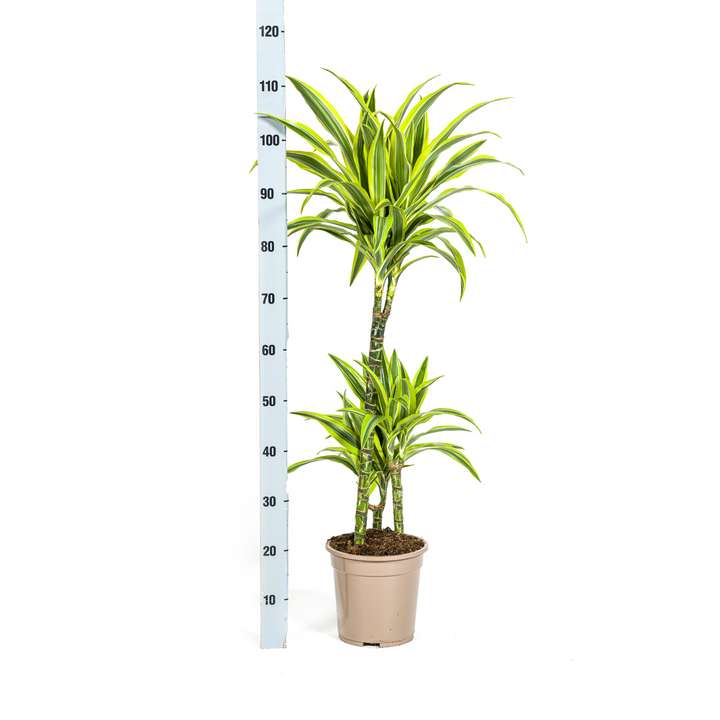 Dracaena Deremensis Lemon Lime 90-110cm — Dragon Tree in 21cm pot, with basket