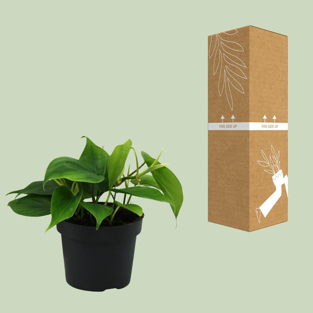 Philodendron Scandens in a 12cm pot, vibrant green foliage, easy care indoor houseplant by Everspring