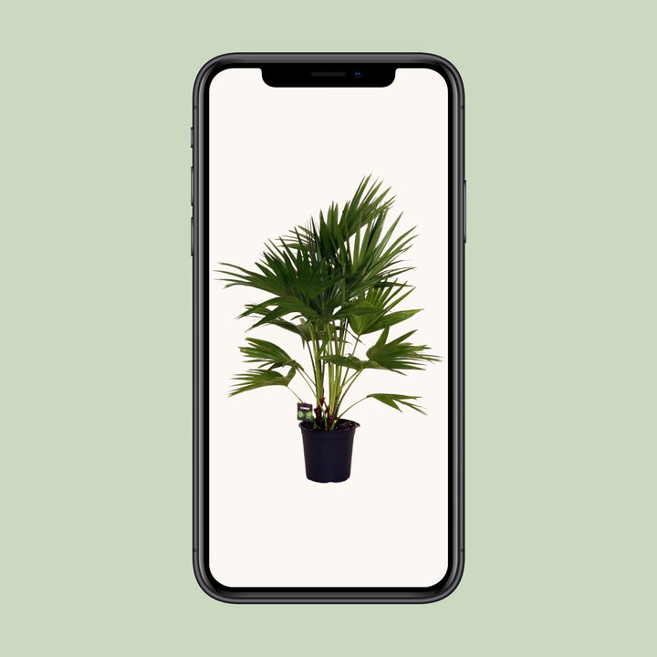 Livistona Chinensis - Ø24cm - ↕100cm
