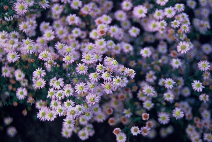 60x Aster ageratoides 'Stardust' White Star-Shaped 10-25cm Ø9cm