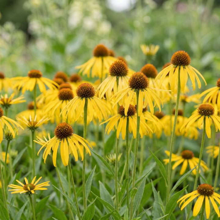 6 Echinacea paradoxa yellow coneflower plants in 11cm pots - view 5