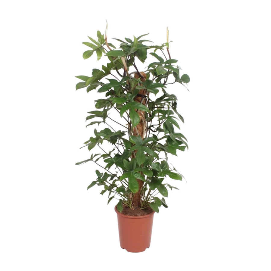 Philodendron Pedatum indoor plant in a 27cm pot, 130cm tall, featuring lush green cascading leaves, by Everspring.
