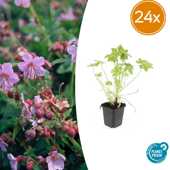 24x Geranium macrorrhizum 9cm Pot - Hardy Ground Cover Plants