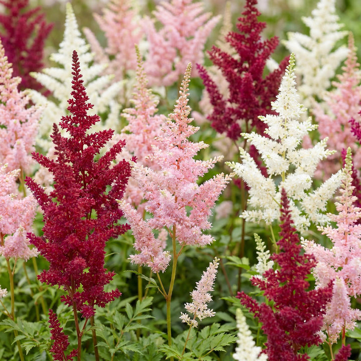 24 mixed astilbe plants in 11cm pots, 15-25cm tall - view 5