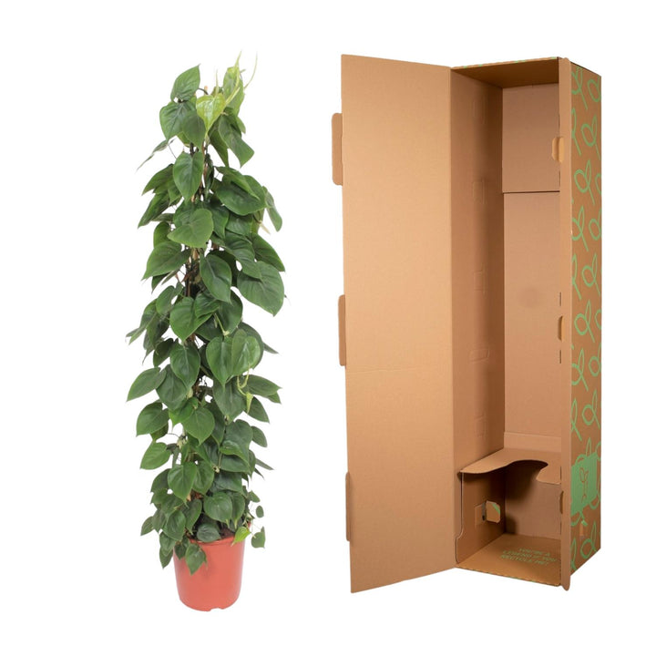 Philodendron Bipinnatifidum Cum Laude - Large Tropical Houseplant