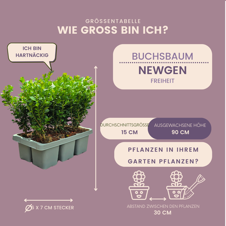 Buxus NewGen Freedom boxwood plants in 7cm pots - view 5