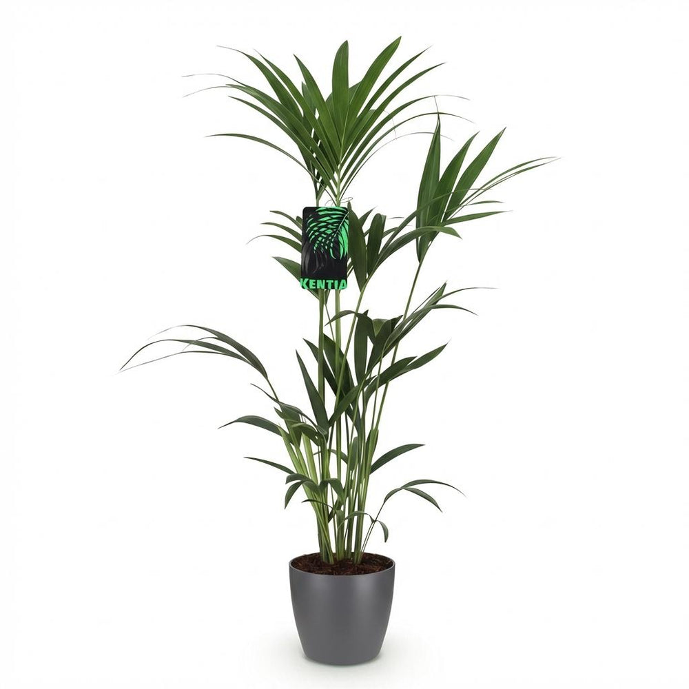 Kentia Palm (Howea forsteriana), detail view 1