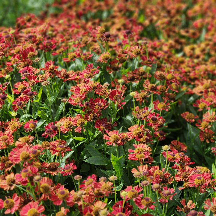 6x Helenium 'Moerheim Beauty' - ↕10-25cm - Ø9cm