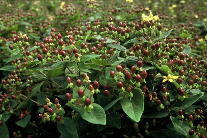 6x Hypericum inodorum - ↕10-25cm - Ø9cm