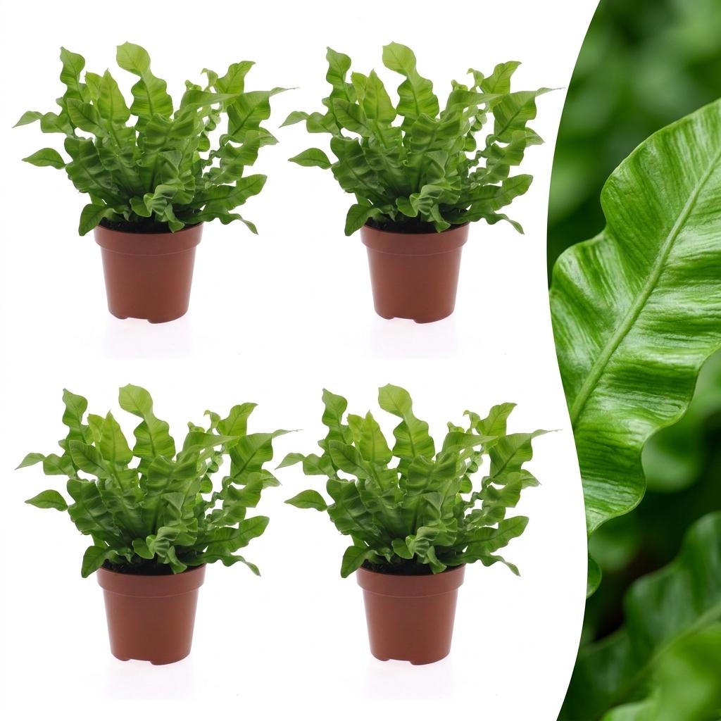 Asplenium Crispy Wave - Crispy Wave Fern - 4 Plants - Pot 12cm - Hoogte - 30cm