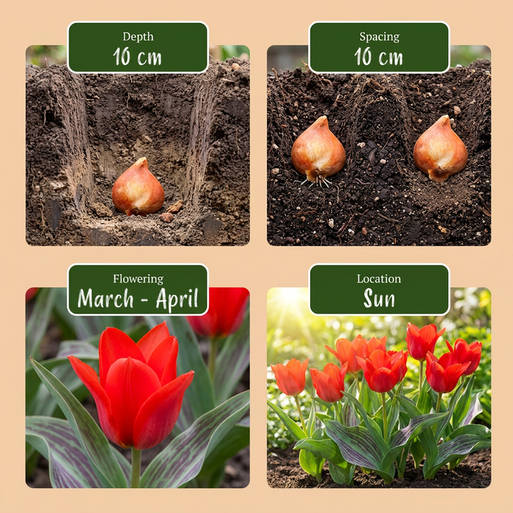 Tulipa Greigii Red bulbs, pack of 120, image 4
