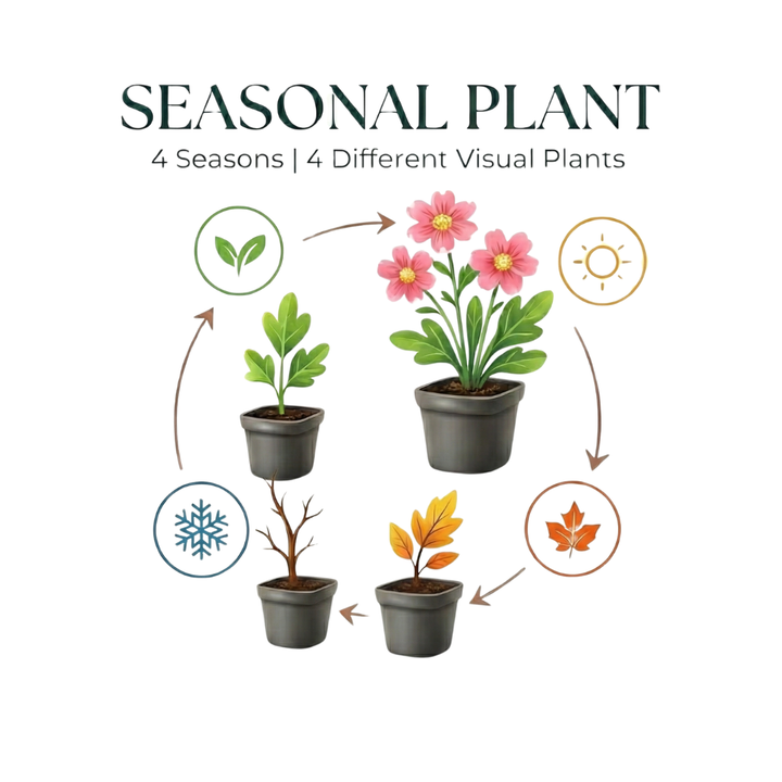 60x Campanula portenschlagiana - ↕10-25cm - Ø9cm