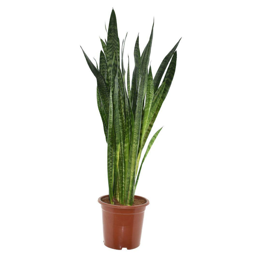 Sansevieria zeylanica snake plant, 120cm tall with upright dark green banded leaves, in a 27cm pot