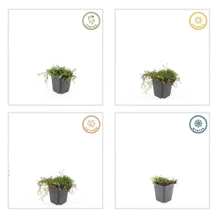 Leptinella Squalida Brass Buttons - Shade Groundcover Plants