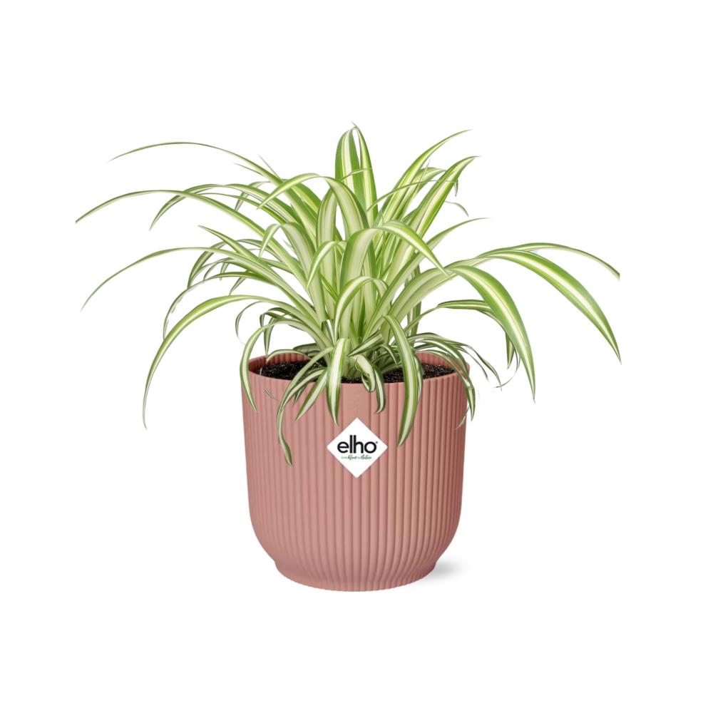 Variegated Spider Plant (Chlorophytum comosum 'Variegatum') in a pink ELHO Vibes pot, view 2