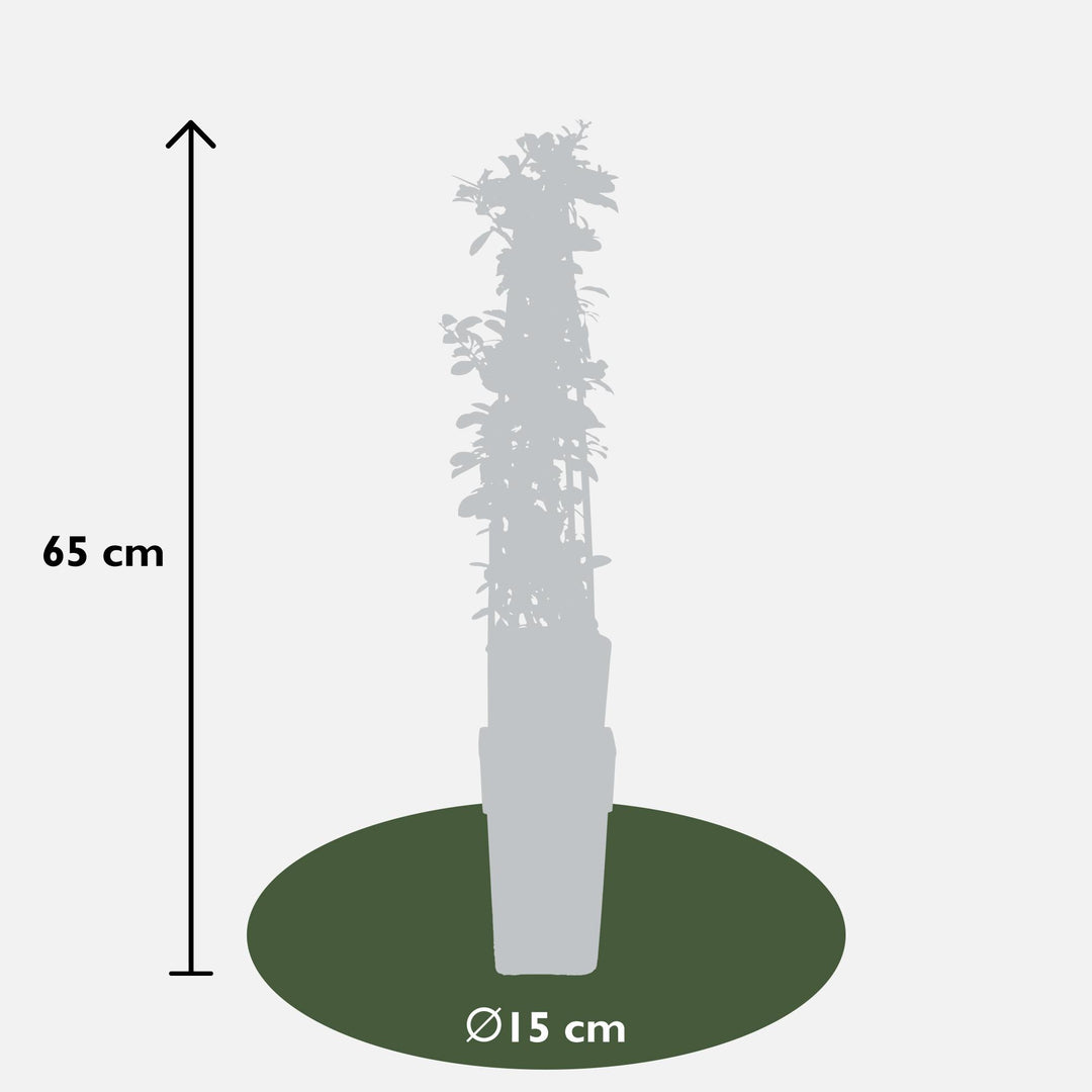 3x Pyracantha Orange Glow - Firethorn - Ø15cm - ↕65cm
