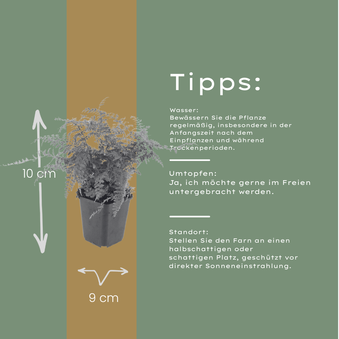 24x Polystichum set. 'Herrenhausen'- ↕10-25cm - Ø9cm
